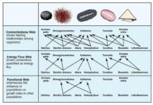 Analyze The Food Web And Answer The Guide Question